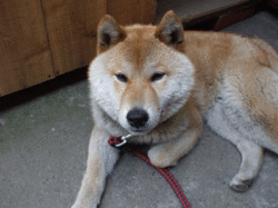 DSCF9247.gif